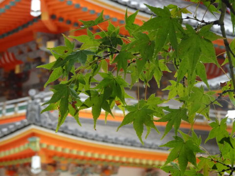 Baron van Hola Pola Ikigai Japan dag 10 4