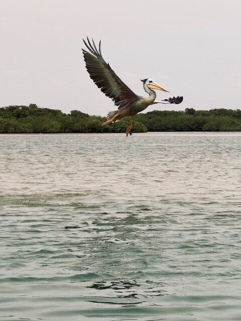 Senegal 9