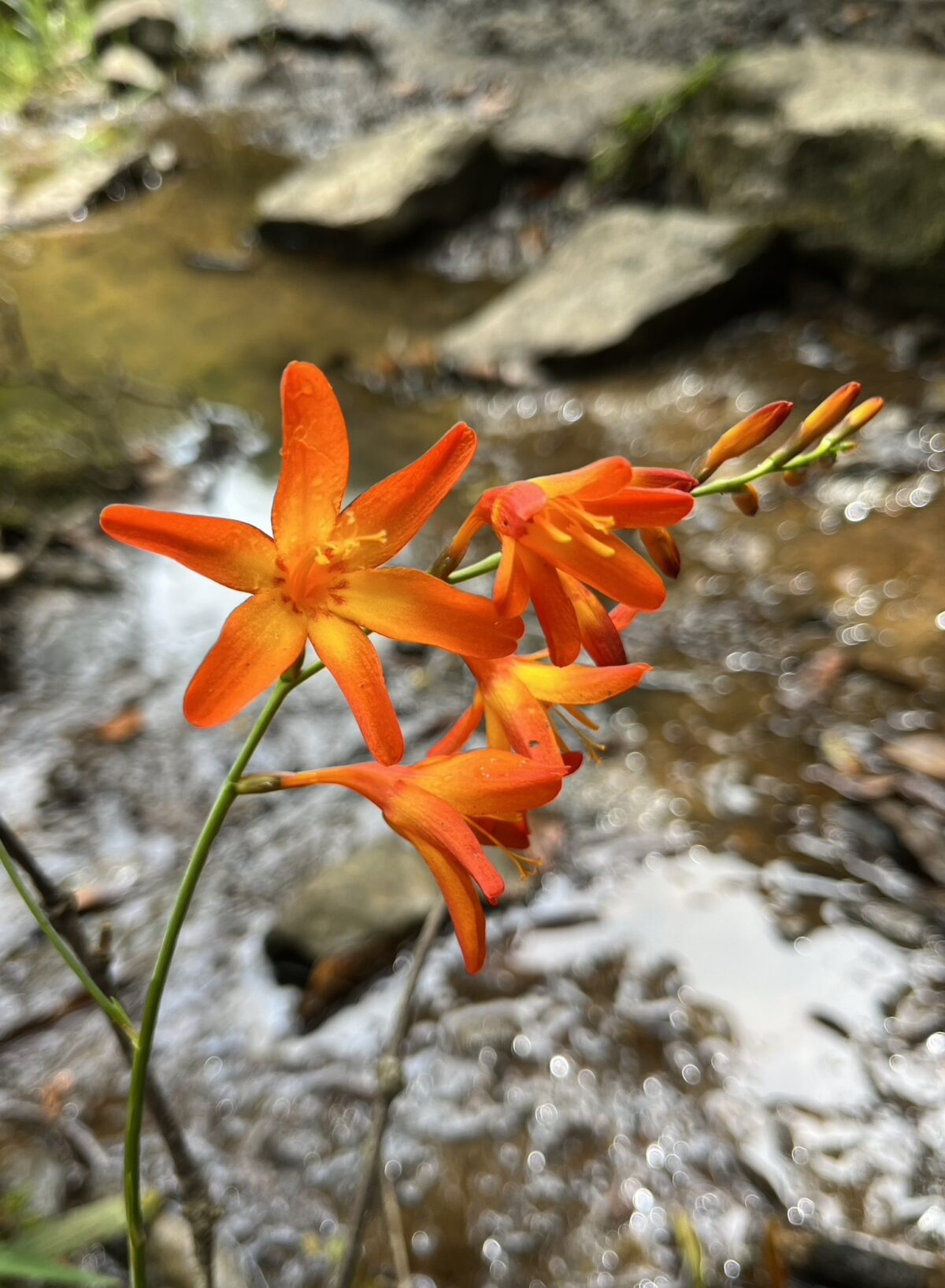 Prins van Hola Pola Betoverend Colombia 113