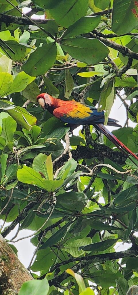 Prins van Hola Pola - Costa Rica 35