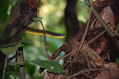 Prins van Hola Pola - Costa Rica 24