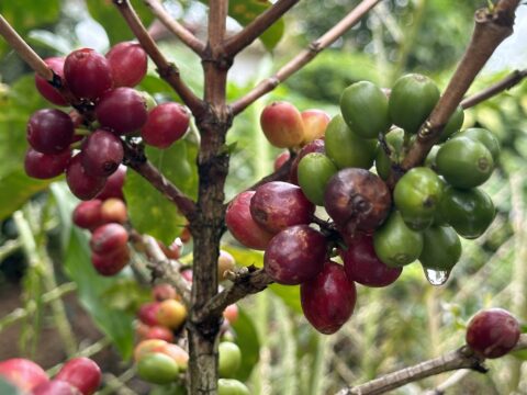 Prins van Hola Pola - Costa Rica 22