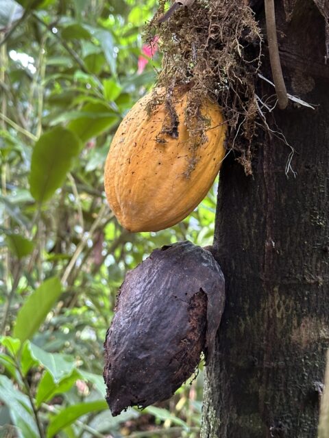 Prins van Hola Pola - Costa Rica 43