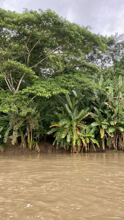 Prins van Hola Pola - Costa Rica 76