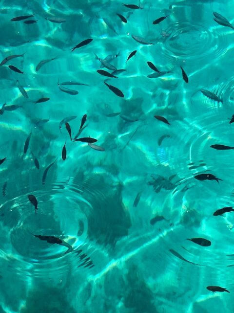 Prins van Hola Pola Gozo 36