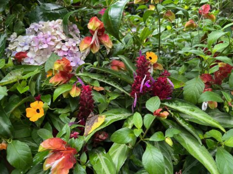 Prins van Hola Pola Betoverend Colombia 53