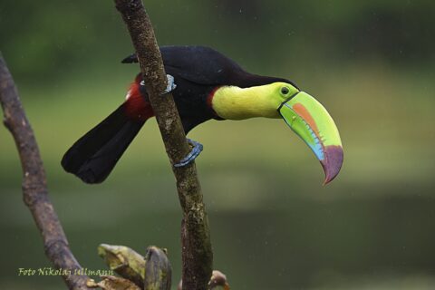 Prins van Hola Pola - Costa Rica 34