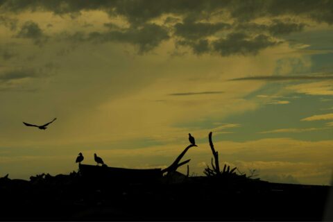 Prins van Hola Pola - Costa Rica 75